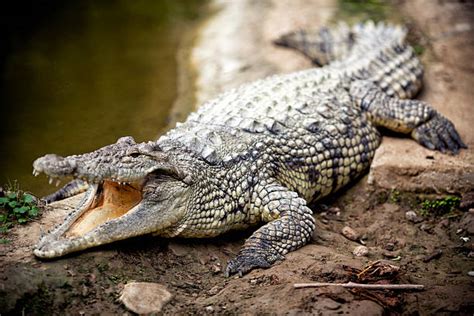 50000 Fotos De Cocodrilos Fotografías De Stock Fotos E Imágenes