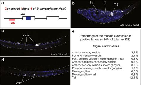 Transgenic Enhancer Assay To Test The Activity Of Putative Amphioxus Download Scientific