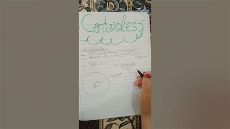 What Are Centriolesfunctions Of Centriolesstructure Of Centrioles