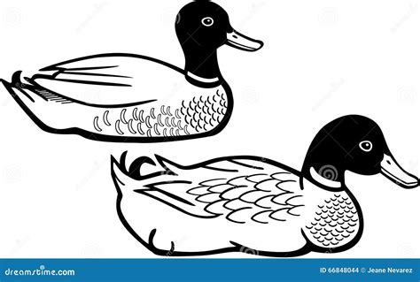 Two Ducks Stock Vector - Image: 66848044