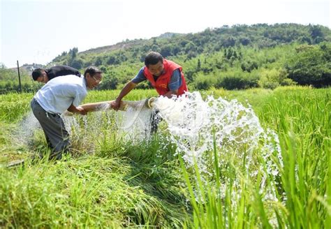 江西宜春：志愿服务在田间 齐心抗旱保生产 人民图片网