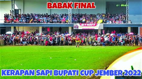 Babak Final Kerapan Sapi Bupati Cup Jember Lapangan Tanggul