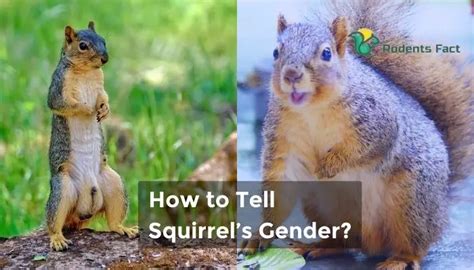 How To Tell If A Squirrel Is Male Or Female Know The Distinctions