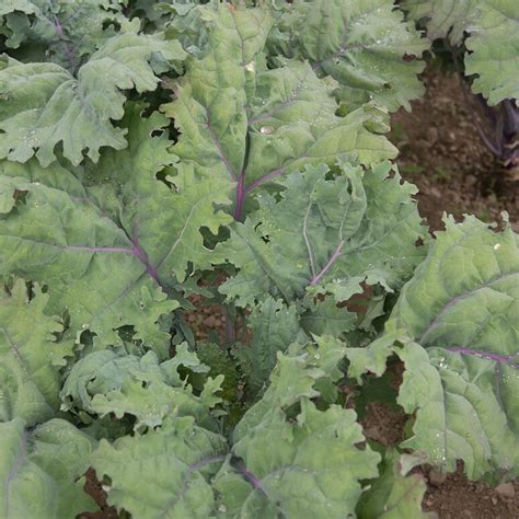 Red Russian Kale Lazy Eight Stock Farm