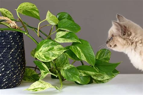 Are Pothos Plants Poisonous To Cats