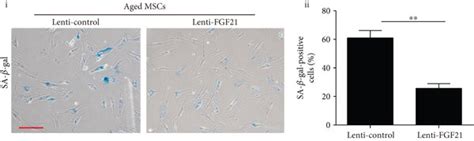 Overexpression Of Fgf In Aged Mscs Reduces Cell Senescence A