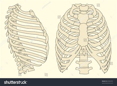 Rib Cage Anatomy Labeled Vector Illustration Diagram Stock Vector Rib Cage Illustration Human