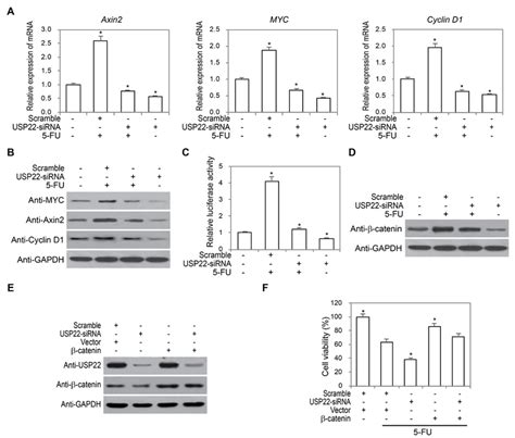 Usp22 Reduces 5 Fu Induced Chemoresistance Through Wntβ Catenin