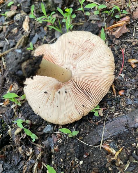 Pluteus Cervinus Deer Mushrooms Eat The Planet