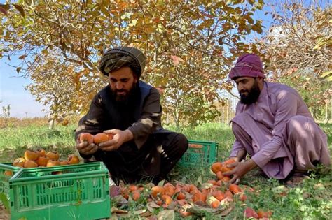 Panen Buah Kesemek Hadirkan Kegembiraan Di Afghanistan Selatan Antara