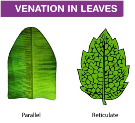 Leaf Veins – Definition, Types, And Functions, 42% OFF