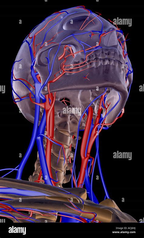 The Blood Supply Of The Head And Neck Stock Photo Alamy