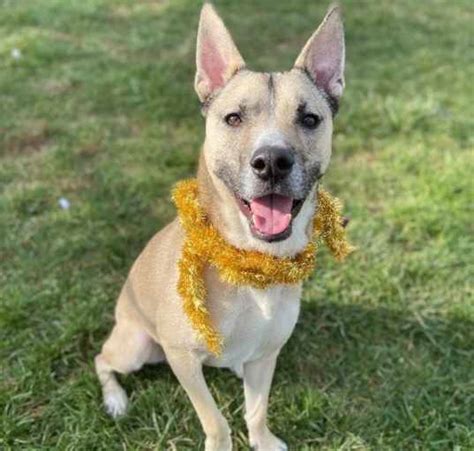 Animal Shelters And Rescues In Indianapolis In