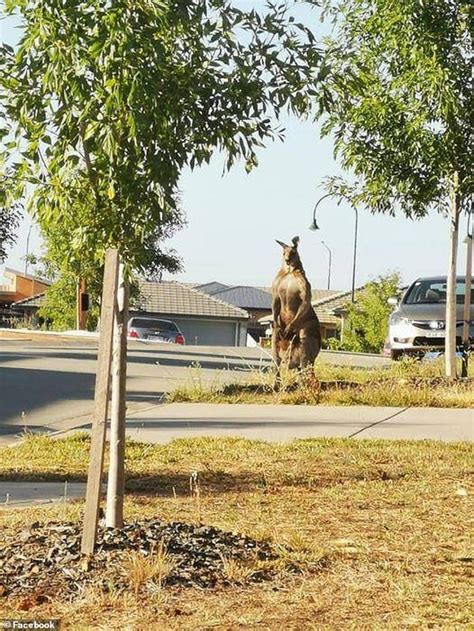 Well Thats Not Your Usual Neighbour Huge Kangaroos Are Spotted In