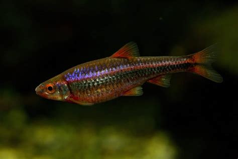 Rainbow Shiner (Notropis chrosomus): Ultimate Care Guide - Fish Laboratory