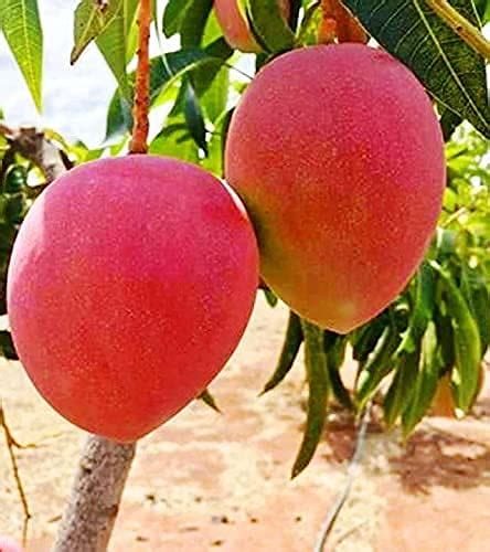 Sweet Miyazaki Mango Plant Amazon In Garden Outdoors