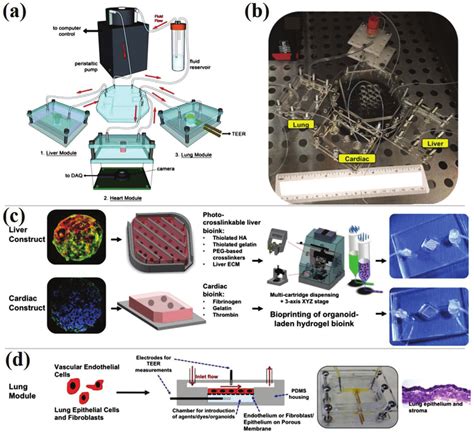 Tissue Engineering Based On Microfluidics A B Illustration And