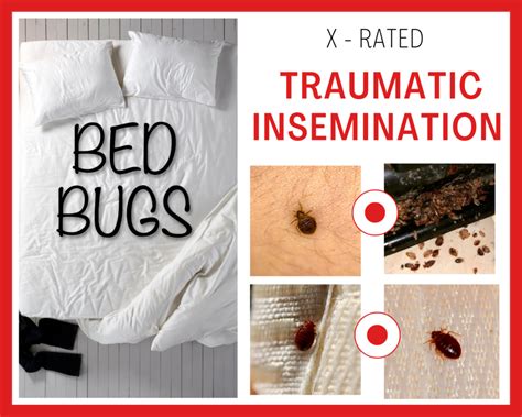 X Rated Traumatic Insemination