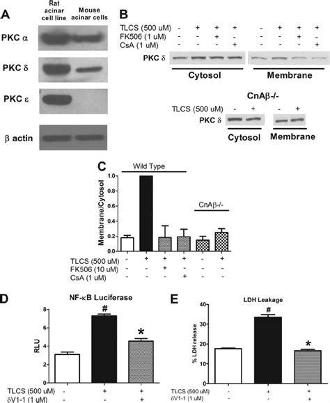 Calcineurin Mediates Tlcs Induced Pkc Translocation A Expression