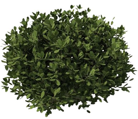 Shrub Bushes Png Transparent Images Посадка кустов Посадка деревьев