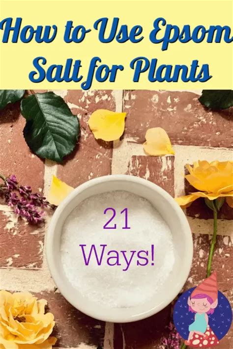 Use Epsom Salts For Plants To Grow Your Dream Garden Artofit