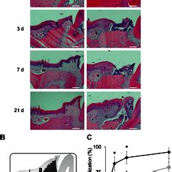 Histological And Histomorphometric Analysis