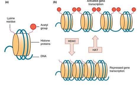 Review Article Selective Histone Deacetylase Isoforms As Potential