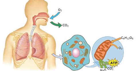 Intercambio Gaseoso Aparato Respiratorio Con Ciencia