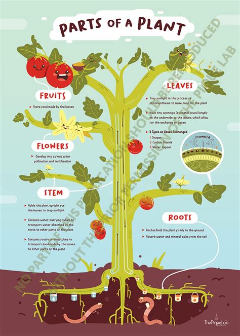 Plant Anatomy Classroom Science Poster Art Print From Leaves Etsy