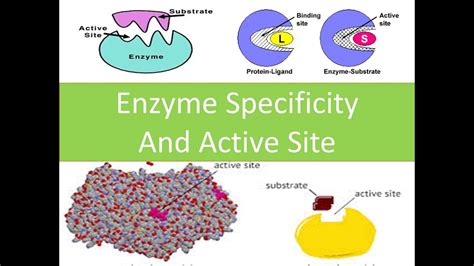 Net Life Science Iii Enzyme Specificity And Active Site Youtube