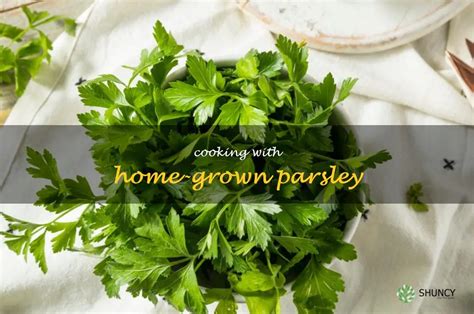 Cooking Up Delicious Dishes With Home Grown Parsley Shuncy