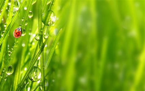 Insect Ladybug Green Grass Morning Dew Drops Water Green Hd Wallpaper