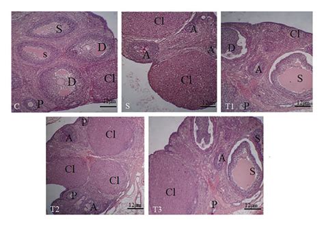 Ovarian Microscopic Sections In The Studied Groups P Primary