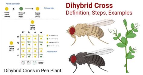 Dihybrid Cross Definition Steps And Process With Examples Dihybrid