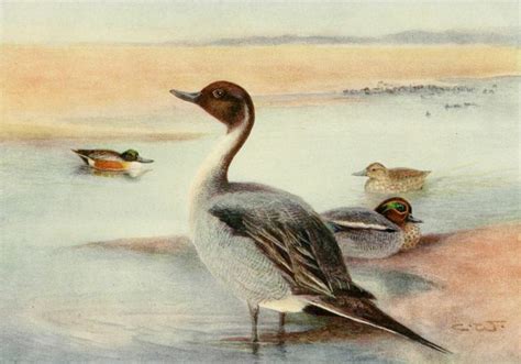 Whymper Charles Egyptian Birds Pintail Teal