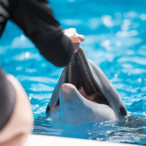 Smile Bottlenose Dolphins Have Anywhere Between Teeth Humans