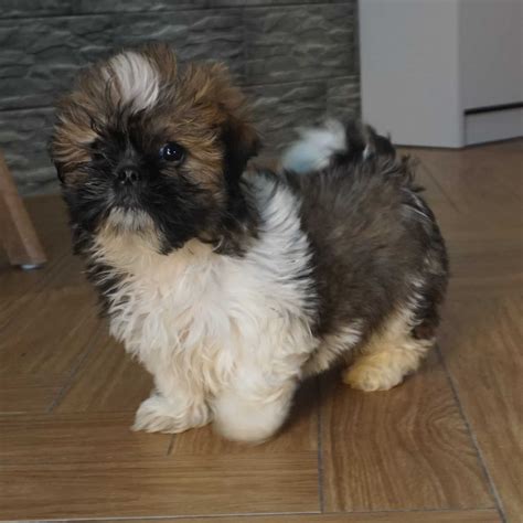 Shih Tzu Sunia Tricolor Z Czarnym Pyszczkiem Ko Cian Olx Pl