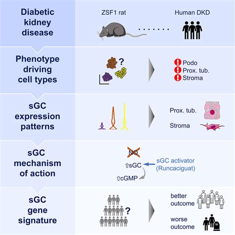 Treatment Effects Of Soluble Guanylate Cyclase Modulation On Diabetic