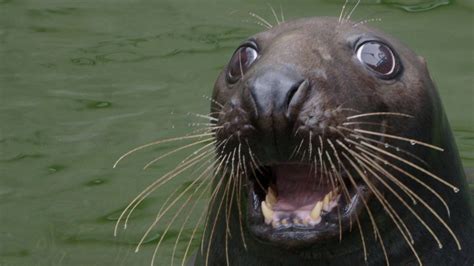 🔥 70 Sea Lion Wallpapers Wallpapersafari