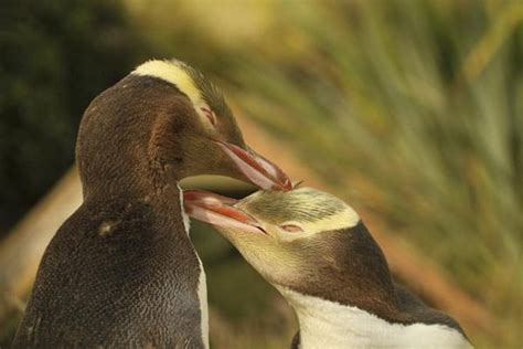 Dunedin and the Otago Peninsula Wildlife Tour 2024 - Dunedin & The Otago Peninsula