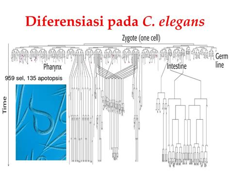 Ppt Evolusi Biokimia Powerpoint Presentation Free Download Id 5425109