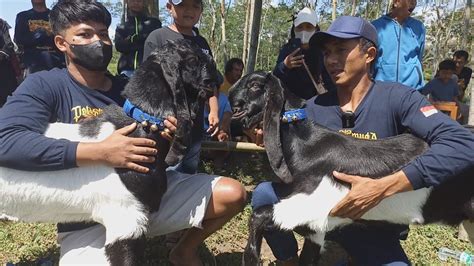 PEMULA NEKAT JUAL KAMBING SEKANDANG UNTUK BELI ANAK KAMBING 1 MILYAR MR