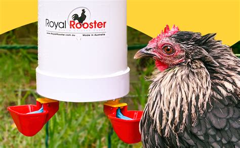 Royal Rooster 1 Gallon Automatic Twin Chicken Waterer With 2 Gravity Feed Valve