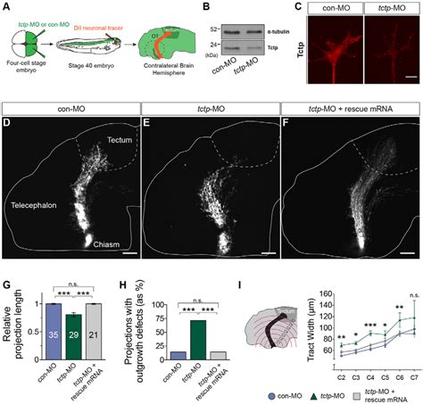 Tctp Is Required To Establish Correct Retinotectal Projections In Vivo