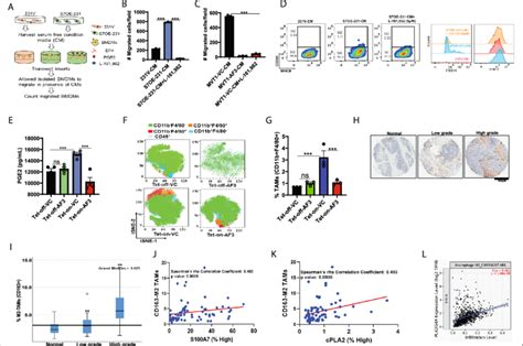 S100A7 CPLA2 Signaling Enhances The Infiltration Of Tumor Associated