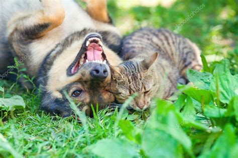 Perro y gato jugando juntos al aire libre .: fotografía de stock ...