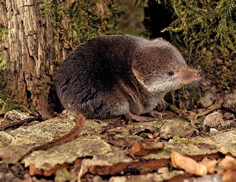 Masked Shrew Life Expectancy