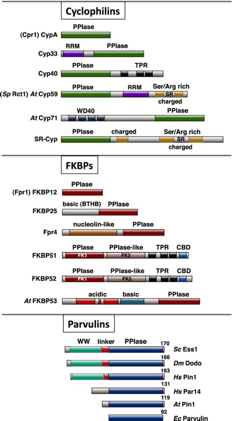 Alignment And Domain Structure Of Ppiases Discussed In This Review