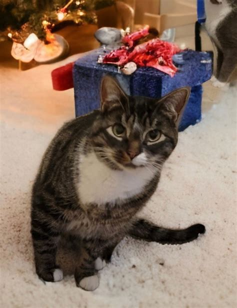 Cat Adoption In Parker Ford Pa Tabby Domestic Short Hair