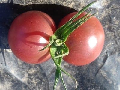 La Ferme Du Pradeau Cagette Net